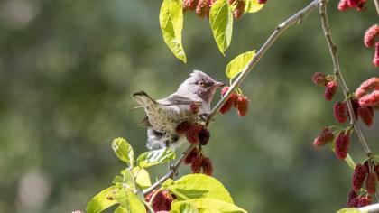 Barred Warbler