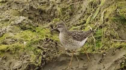 Orman düdükçünü