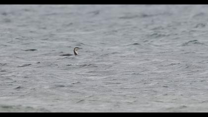 Karagerdanlı dalgıç