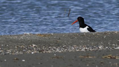 Eurasian Oystercatcher