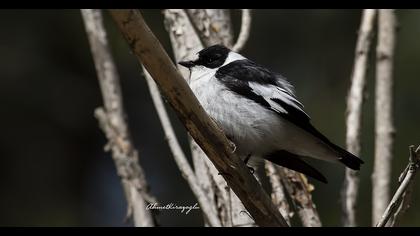 Collared Flycatcher