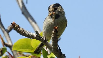 Uzunkuyruklu baştankara
