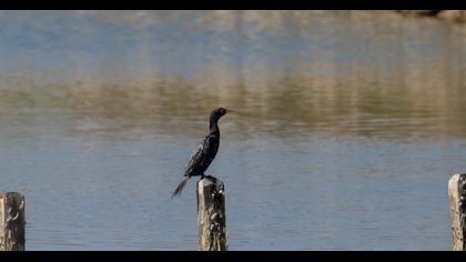 Pygmy Cormorant