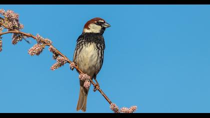 Spanish Sparrow