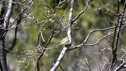 Tree Pipit