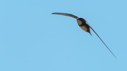 Alpine Swift