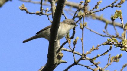 Küçük akgerdanlı ötleğen