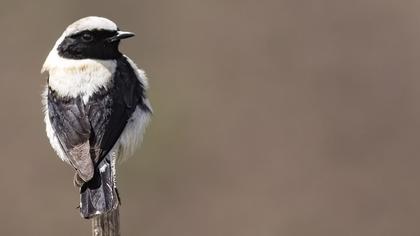 Karakulaklı kuyrukkakan