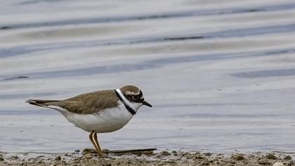 Halkalı küçük cılıbıt