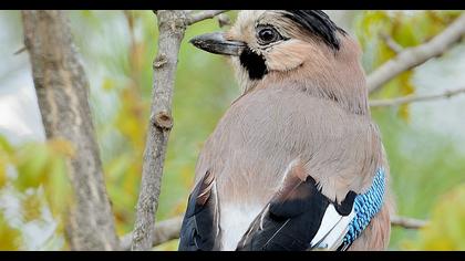 Eurasian Jay