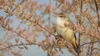 Great Reed Warbler