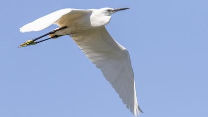 Küçük ak balıkçıl