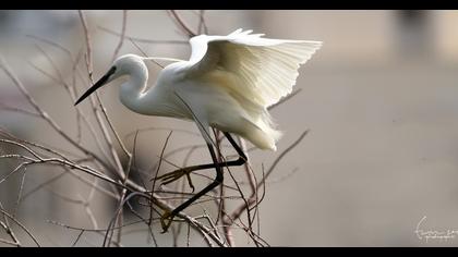 Küçük ak balıkçıl