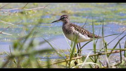 Orman düdükçünü