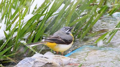 Sarı kuyruksallayan