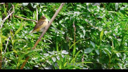 Kındıra kamışçını