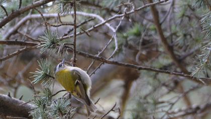 Sürmeli çalıkuşu
