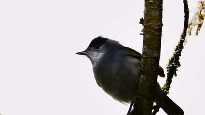 Karabaşlı ötleğen
