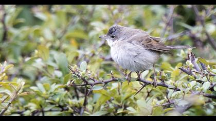 Akgerdanlı ötleğen