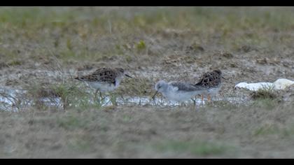 Bataklık düdükçünü