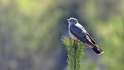 Common Cuckoo