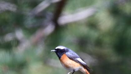 Common Redstart