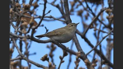 Eastern Bonelli`s Warbler