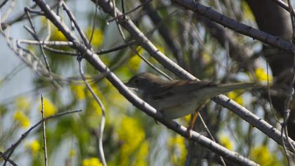 Akgerdanlı ötleğen