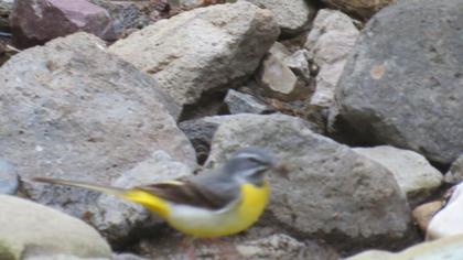 Dağ kuyruksallayanı