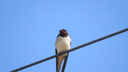 Barn Swallow