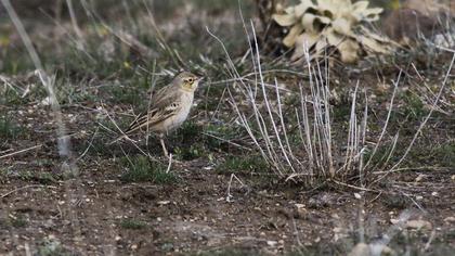 Tawny Pipit