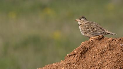 Calandra Lark