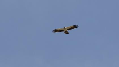 Booted Eagle