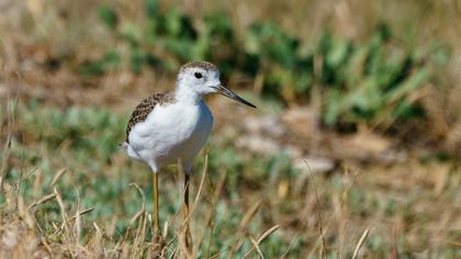 Bataklık düdükçünü