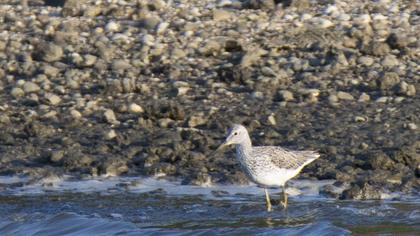Common Greenshank