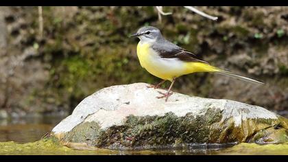 Dağ kuyruksallayanı