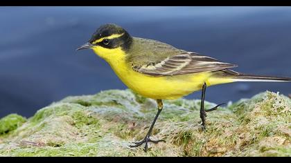 Sarı kuyruksallayan