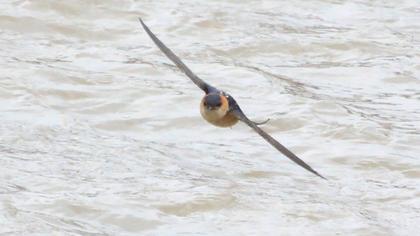 Kızıl kırlangıç