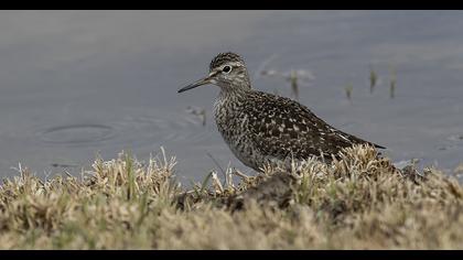 Orman düdükçünü