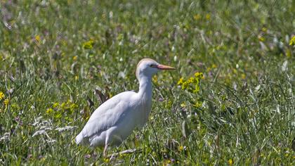 Sığır balıkçılı