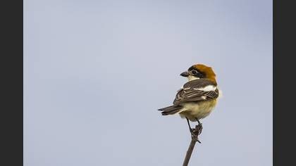 Woodchat Shrike