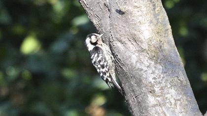 Küçük ağaçkakan