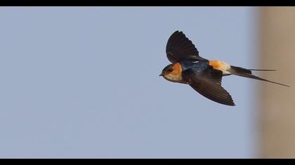 Kızıl kırlangıç