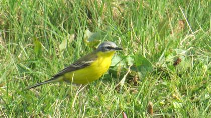 Sarı kuyruksallayan