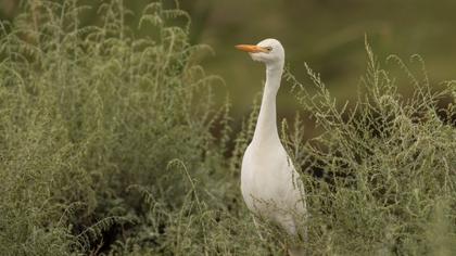 Sığır balıkçılı