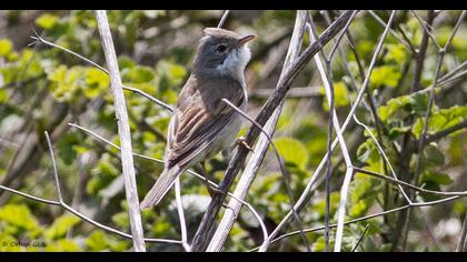 Akgerdanlı ötleğen
