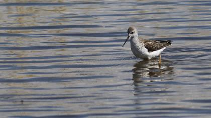 Bataklık düdükçünü
