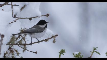 Akyanaklı baştankara