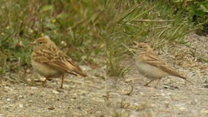 Greater Short-toed Lark