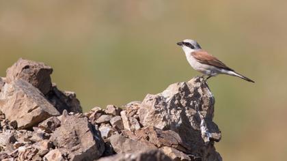 Kızılsırtlı örümcekkuşu